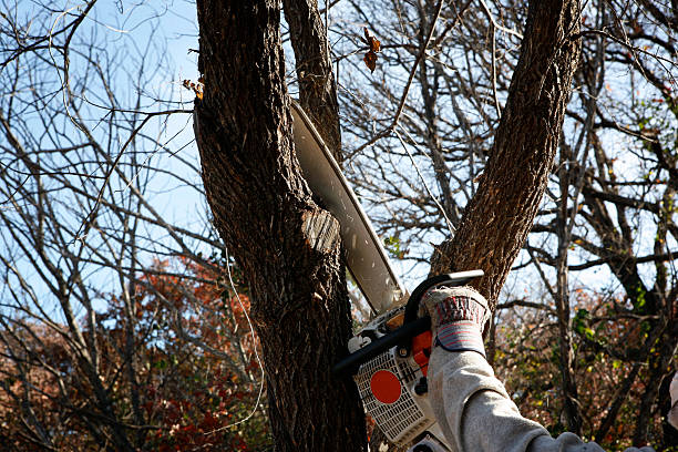 Trusted Round Lake Heights, IL Tree Care Experts